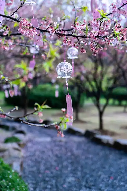 无锡鼋头猪樱花风铃