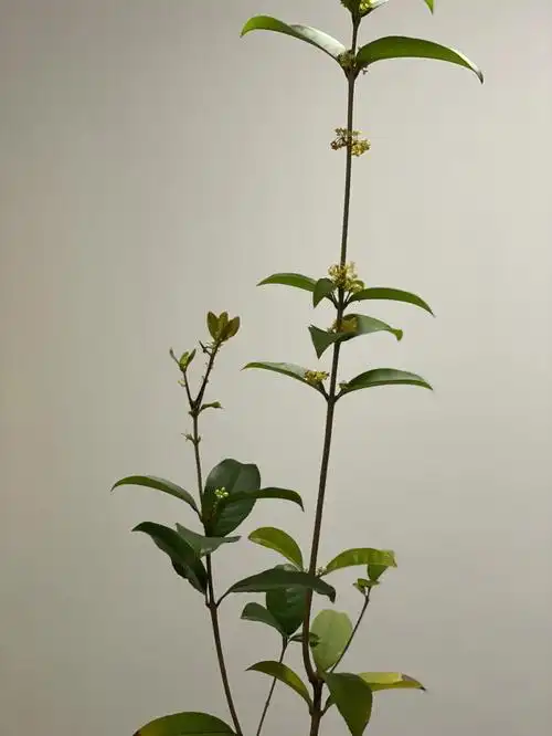 四季桂天香台阁