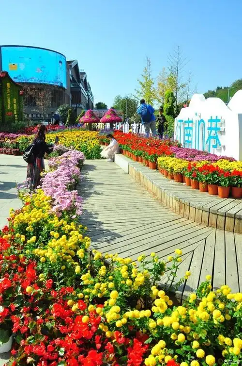 【你好2021】自驾游看花展