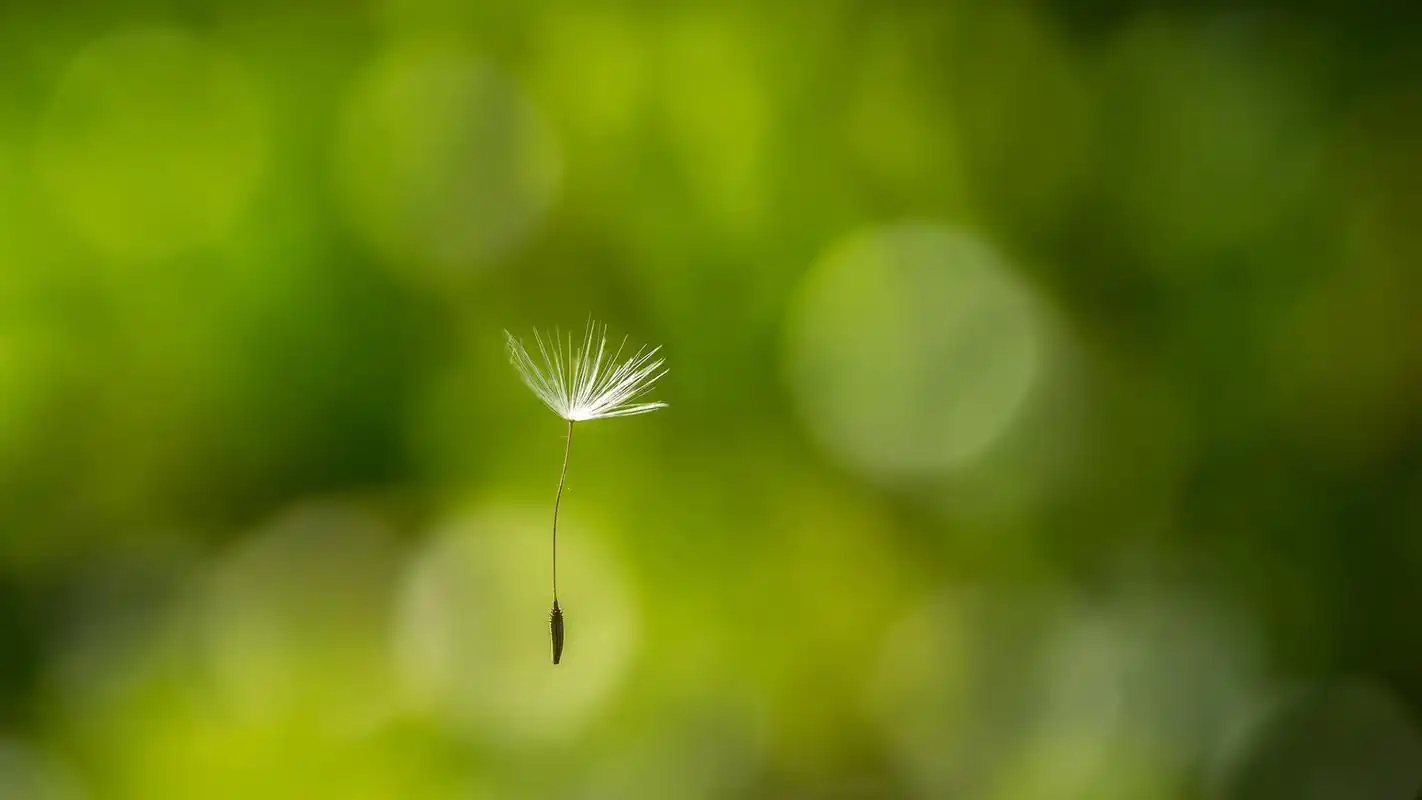 绿色护眼风景摄影高清宽屏桌面壁纸