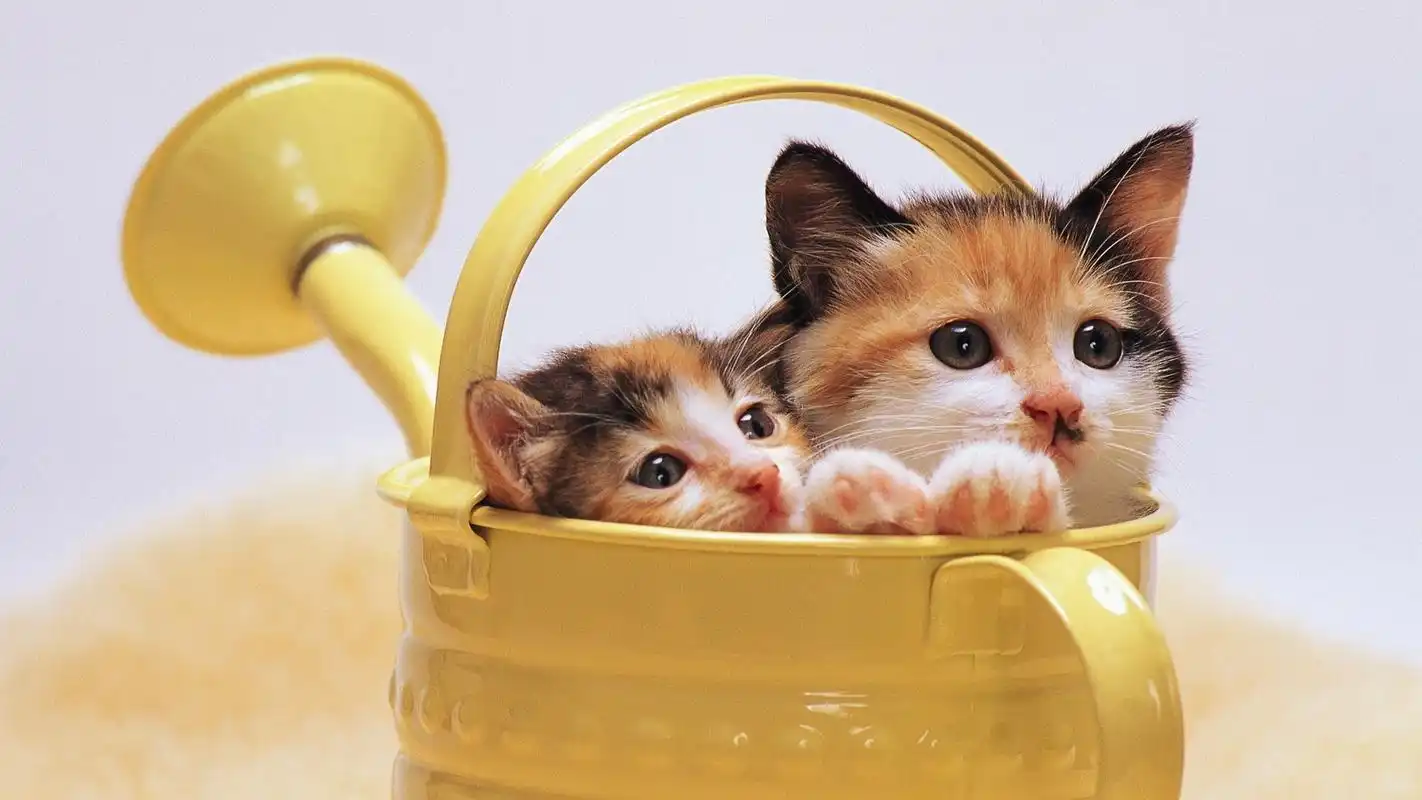 首页 桌面壁纸 可爱超萌喵星人1920x1080高清壁纸上一张下一张查看