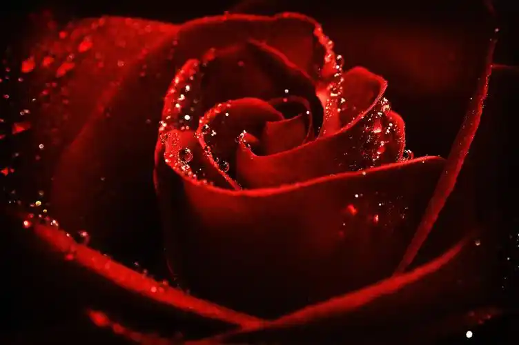 一朵玫瑰花的情人节之旅