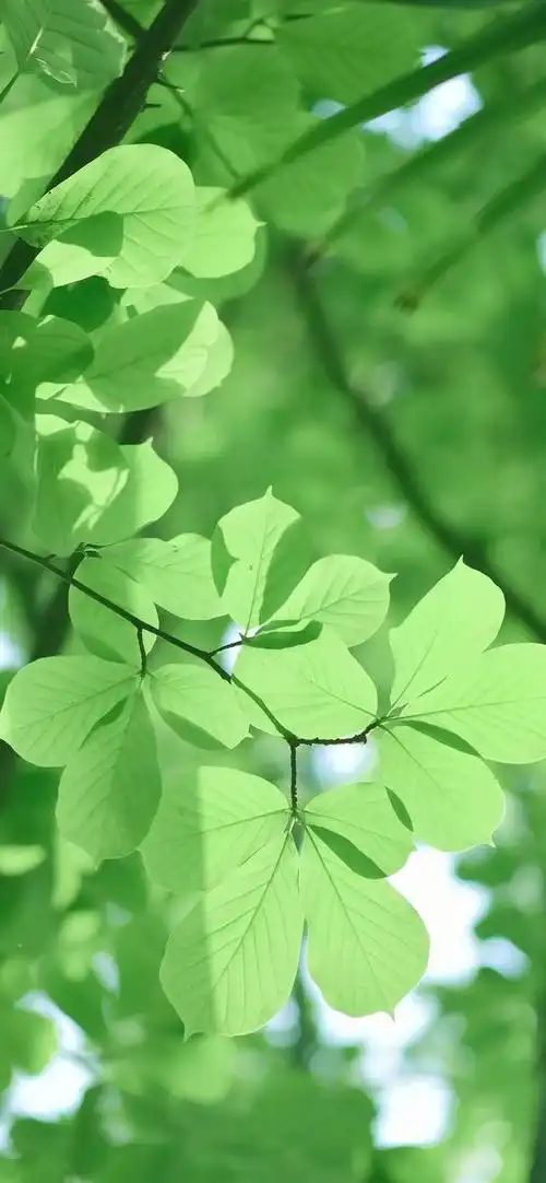 夏日小清新绿色系壁纸