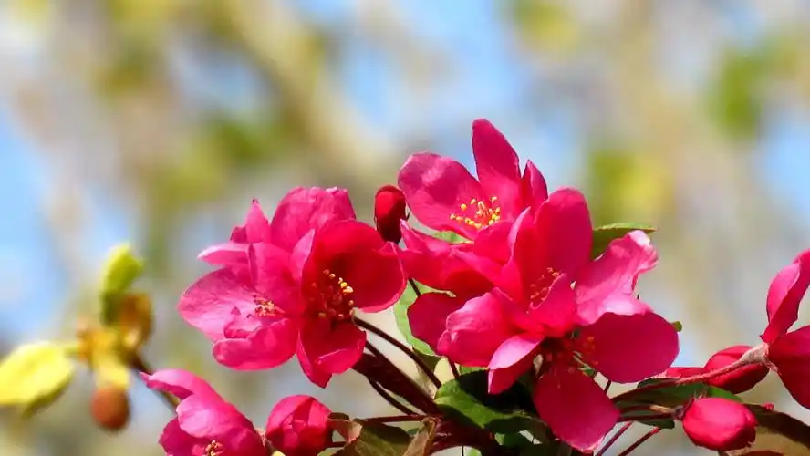 今春海棠花的系列照(2)—北美海棠