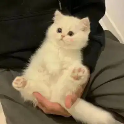 最新超级可爱宠物小狗呆萌头像 动物头像小猫咪头像大全迷人可爱_动物