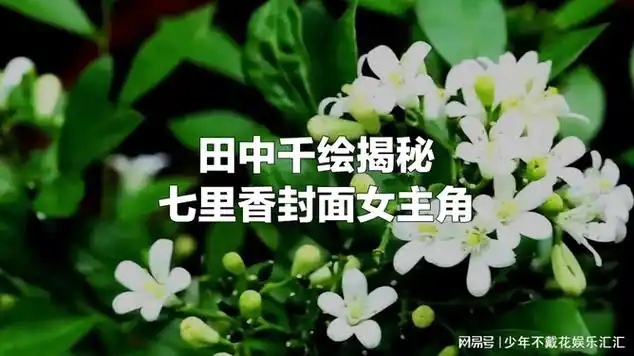 七里香封面女主角大揭秘|唱片|流行音乐专辑|(专辑)|韩剧_网易视频