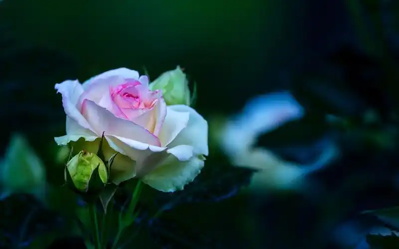 娇艳月季花唯美高清桌面壁纸