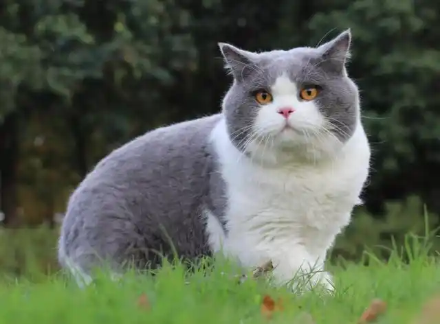 网友:养了就不想换猫了 - 蓝白英短价位 - 实验室设备网