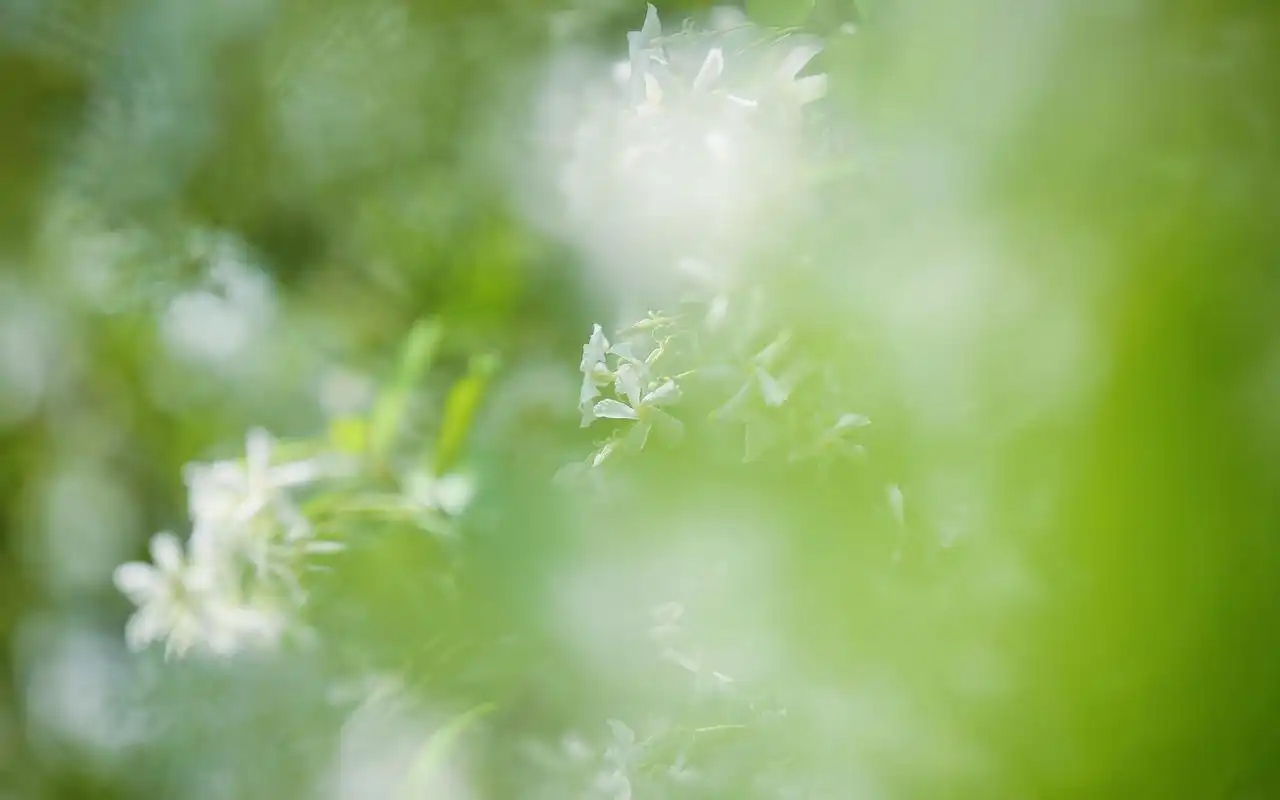 淡雅风车茉莉唯美高清桌面壁纸