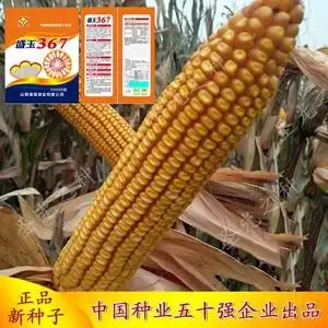 大田高产矮秆大棒超级玉米种子盛玉367耐旱瘠薄南北方杂交种正品