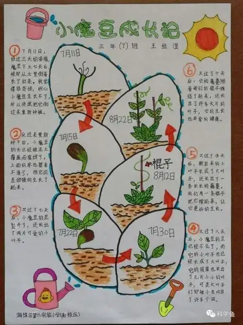 小小手抄报 创造大智慧蚕豆生长过程手抄报 手抄报模板大全魔豆生长
