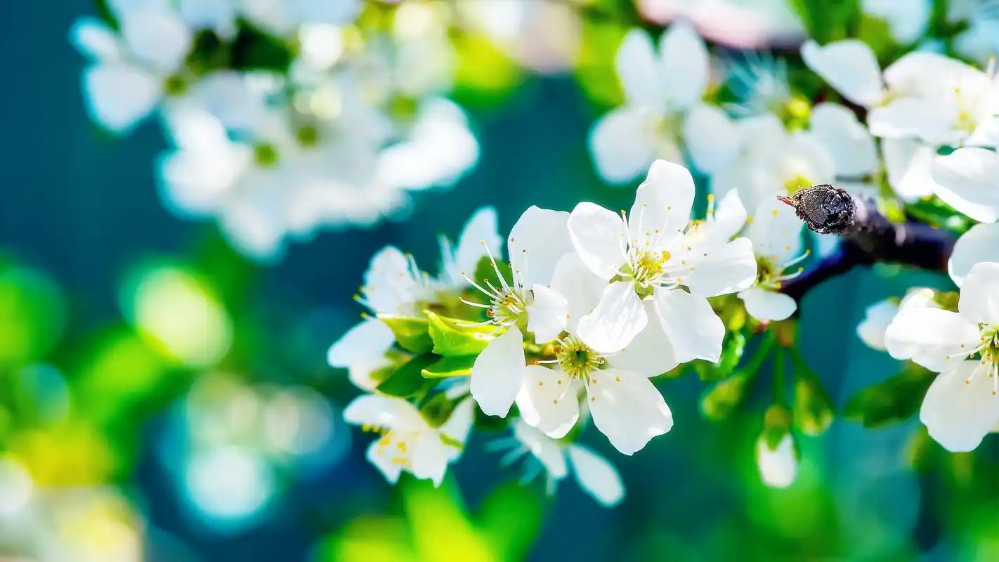 清新意境花草壁纸_意境清新的花草_风景壁纸
