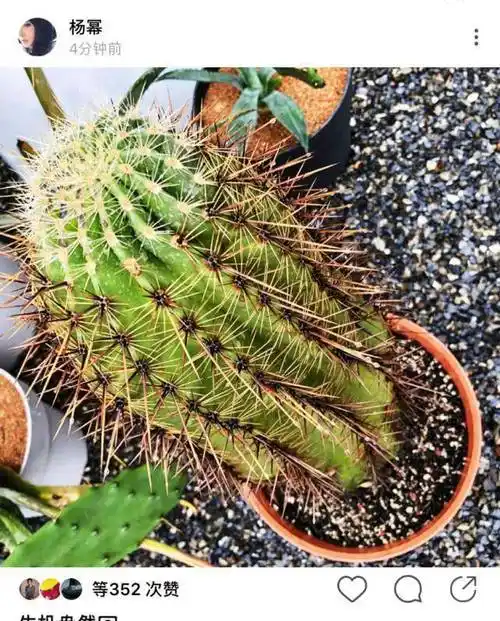 春意盎然,养猫做饭后再添新技能,网友评论扎心了_杨紫_赵丽颖_生活