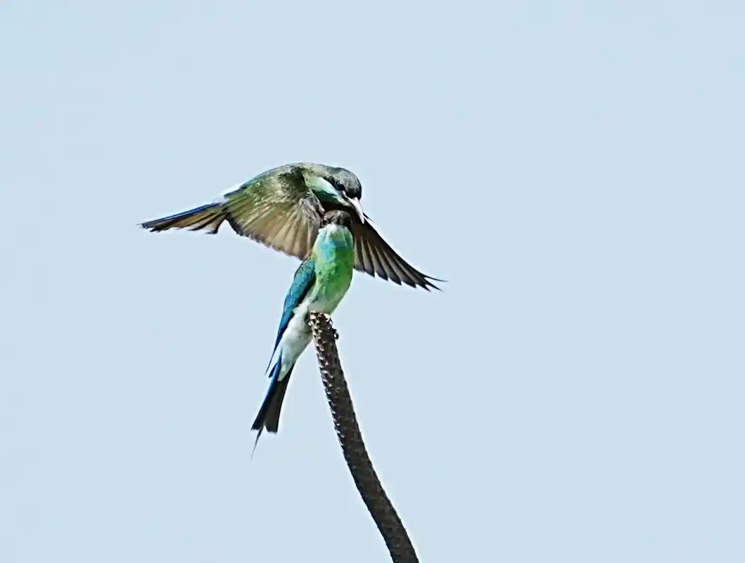 蓝喉蜂虎#唯美意境  - 抖音