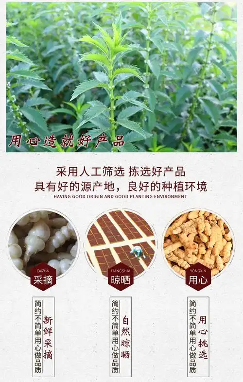 地蚕 虫草参 白虫草参 草石蚕 土冬虫草 肺痨草 产地货源