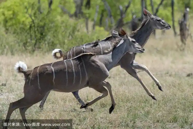 津巴布韦万基国家公园,两名女羚羊开始向左奔跑