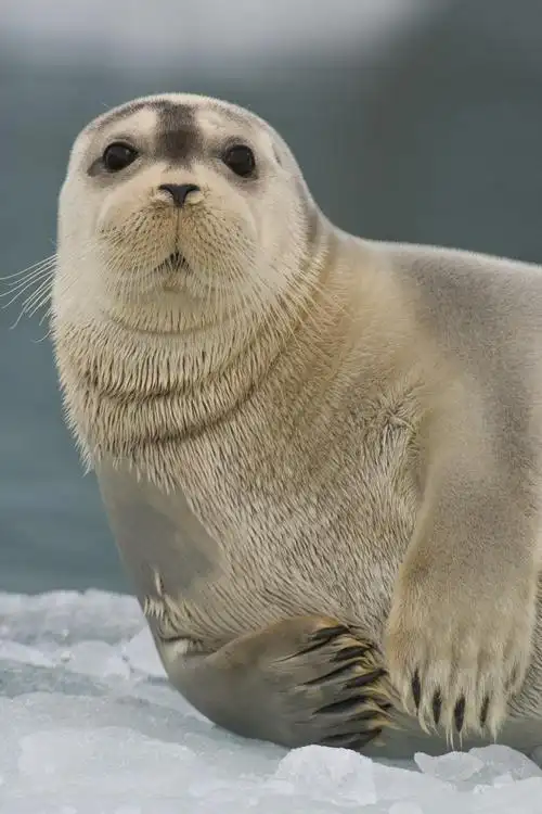 呆萌的海狮1 - 堆糖,美图壁纸兴趣社区