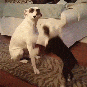 每日沙雕海豚与牛齐飞