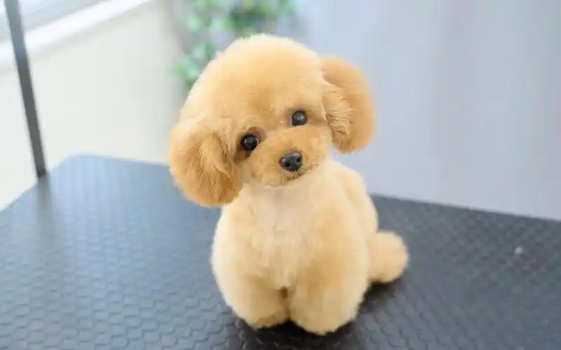 超可爱茶杯贵宾犬来理发啦 剪完毛的小豆沙包太可爱了!