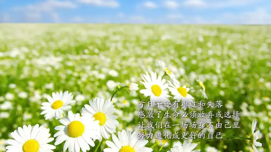 励志太阳花文字文字控壁纸