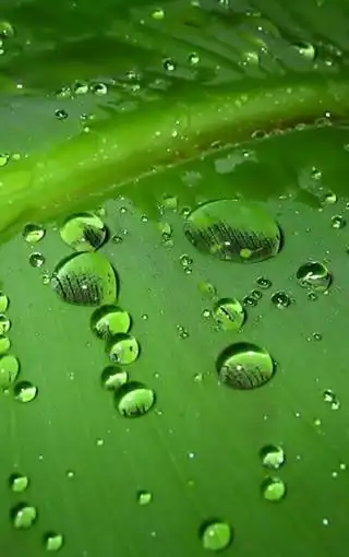 绿色养眼高清手机壁纸