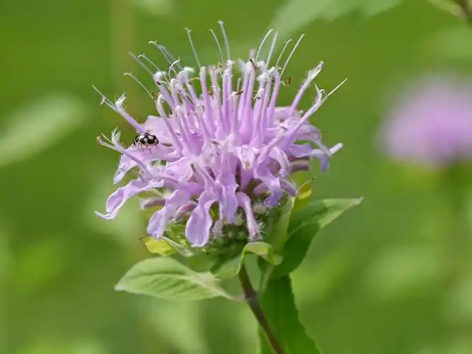 好像我们平时栽种的薄荷不开花,这个叶子小淡淡的紫色小花,加上独特的