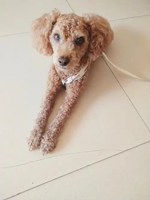 这小泰迪狗身上毛毛似小羊羔