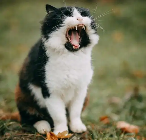 这5张图让你听到猫叫的声音,最能触动你心弦的是哪一只?