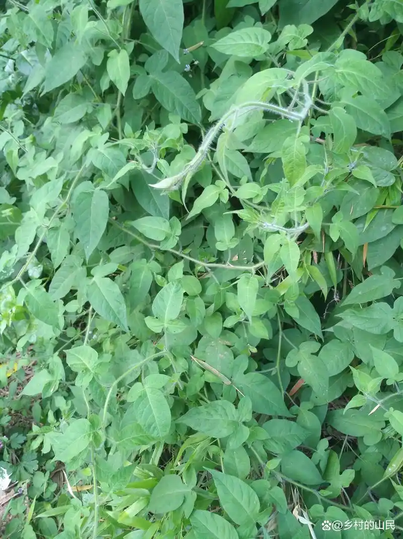 白英,又叫它白毛藤,排枫藤,全株长有细毛,有药用价值