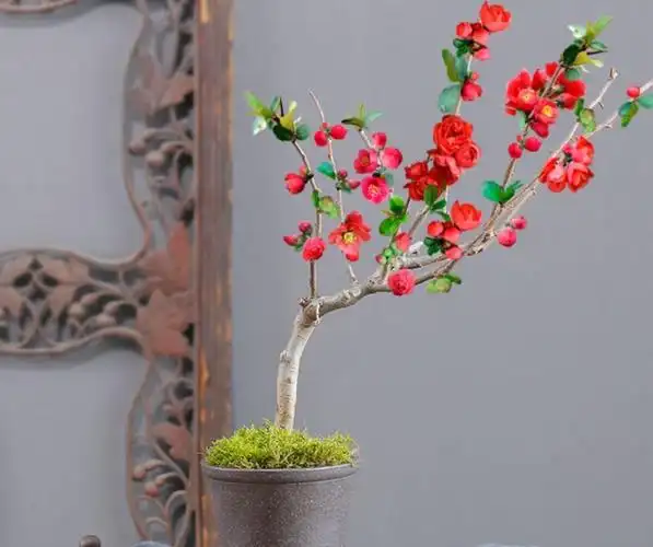 此种花卉,被誉为花卉界的红宝石,高端大气上档次_海棠花