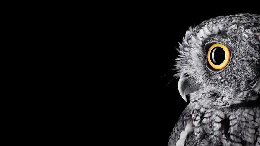 微软猫头鹰4k壁纸壁纸微软猫头鹰4k壁纸壁纸图片_桌面壁纸图片_壁纸