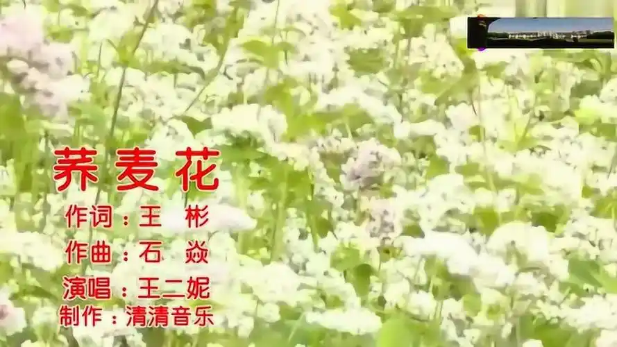王二妮《荞麦花》
