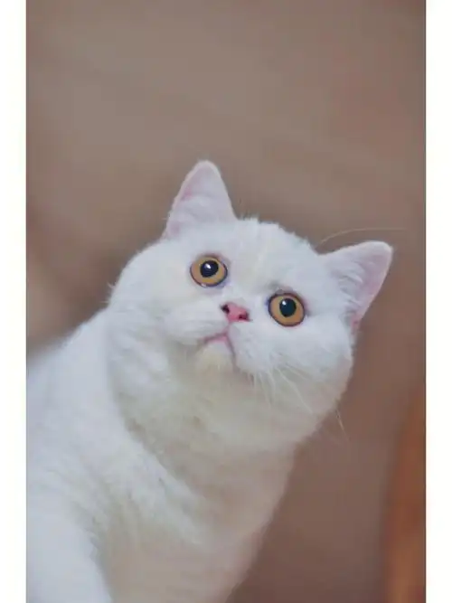 可爱猫咪  #猫  #英短  #英短纯白  #英国短毛猫