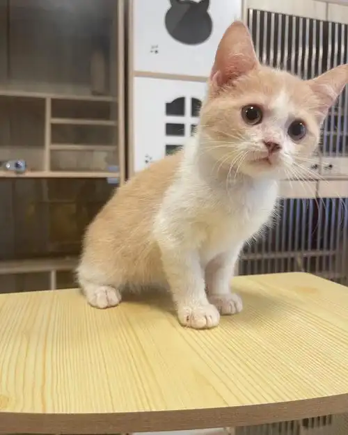 乳白英短猫咪有人要吗0169