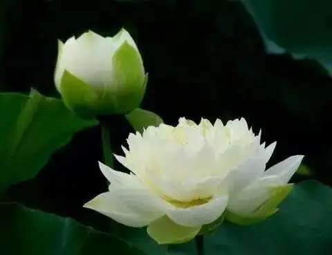 来生愿做一朵莲