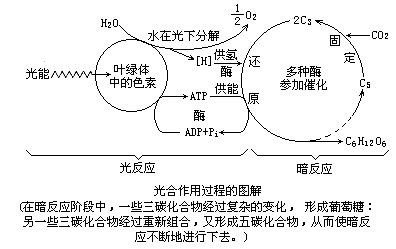 请你标示出光合作用是怎样工作的