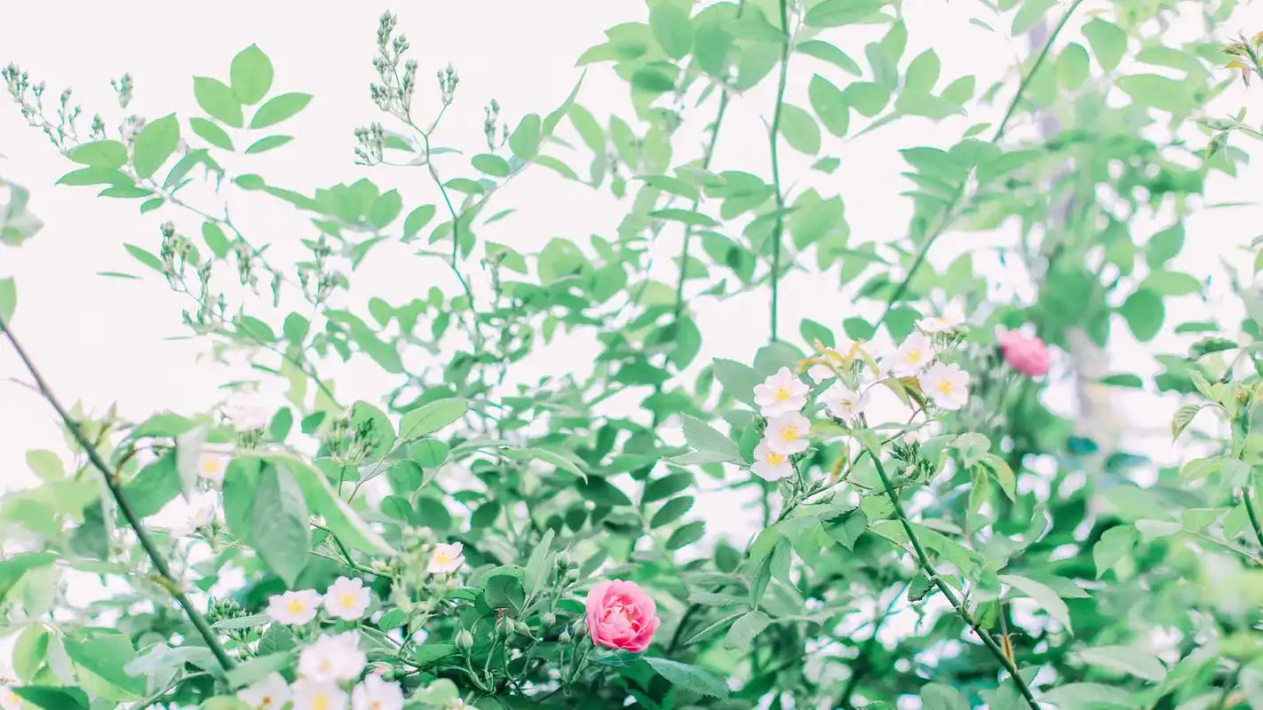 日系绿色小清新静物唯美高清桌面壁纸