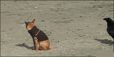 搞笑gif图:表情丰富的喵星人,是要成精的节奏吗?