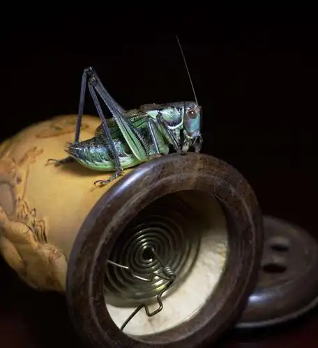 冬天里的乐趣———室内拍蝈蝈