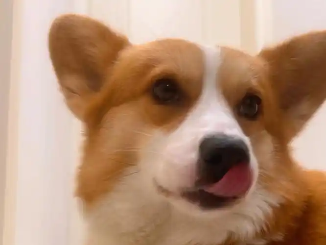 【狗狗吃生菜】可爱小柯基尝试新食物