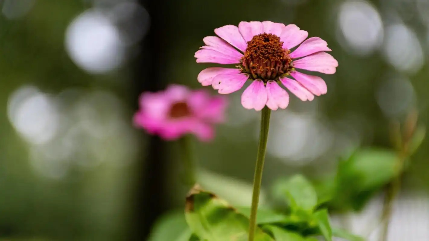唯美小清新花束高清桌面壁纸