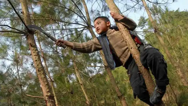 回忆小时候在农村砍柴的岁月,苦过也乐过