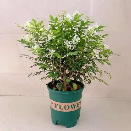 九里香,又名千里香,七里香,是一种常见的观赏植物,以其独特的香气和