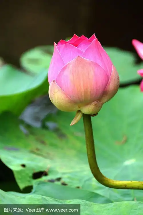 粉红色美丽的荷花.佛教的象征.
