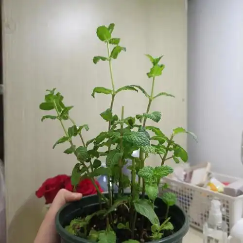 这种薄荷怎么修剪