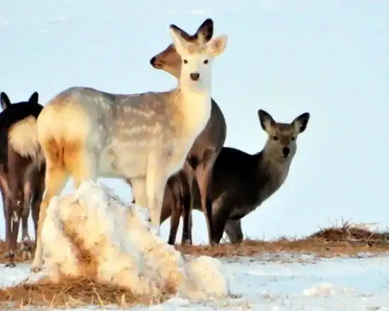 白色梅花鹿出没北海道北部神之使者游览雪原