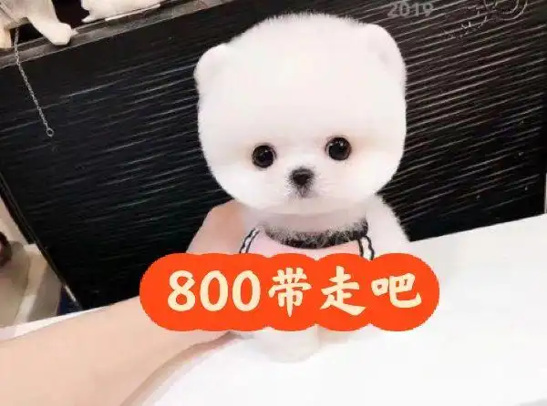 俊介博美幼犬茶杯狗狗