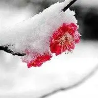 单独一支好看的粉色梅花做头像_微信头像图片大全