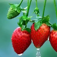 唯美清新水果头像图片大全好看的微信唯美小清新水果图片头像