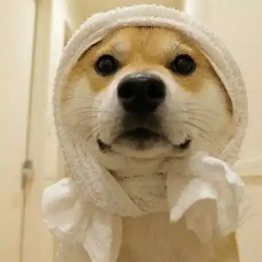 看起来乖乖的又很好看的宠物头像